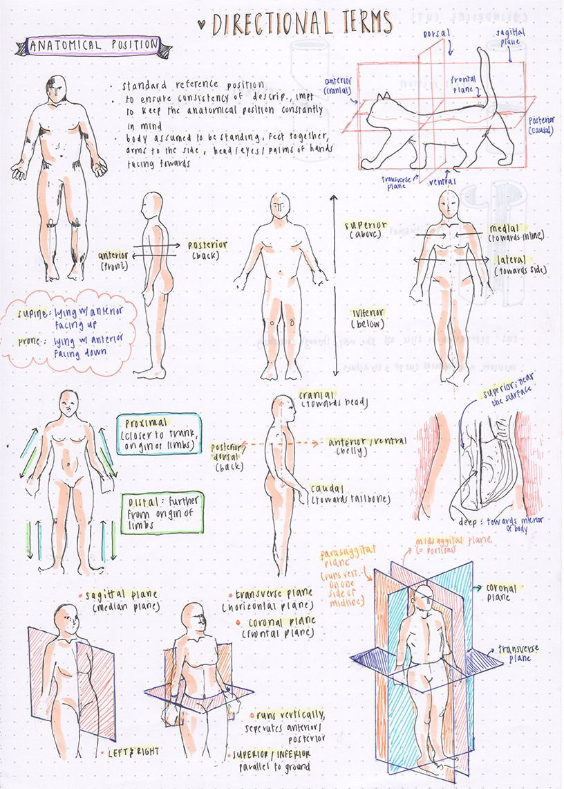 Anatomical Terms Worksheet Answers 09 04 16] some Directional Terms for Anatomy …l these
