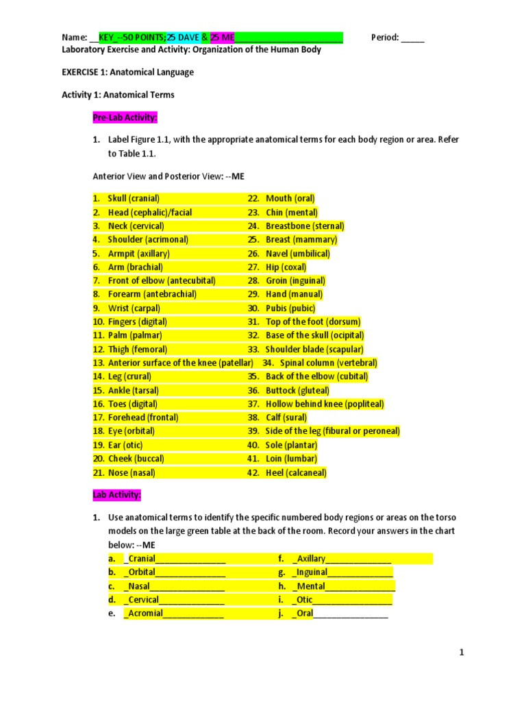 Anatomical Terms Worksheet Answers 5a organizational Lab Hpw Key