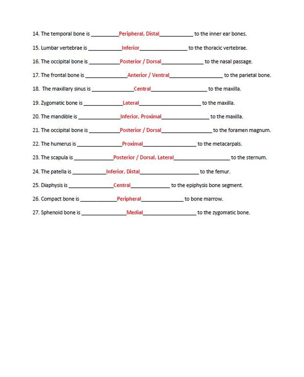 Anatomical Terms Worksheet Answers Anatomical Position Naming Practice Between Bones In the Skeletal System
