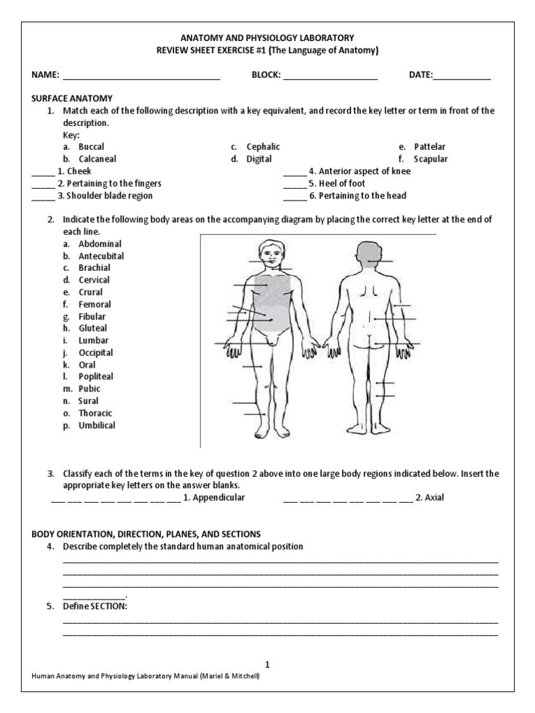 Anatomical Terms Worksheet Answers Anatomical Position Worksheet