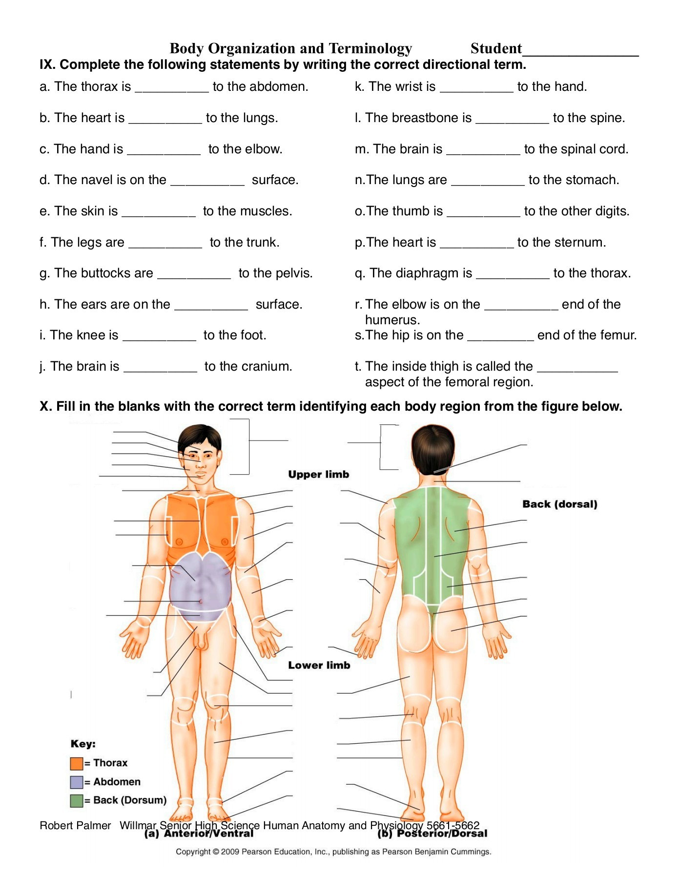 Anatomical Terms Worksheet Answers Anatomy Directional Terms Worksheet Answers Anatomy