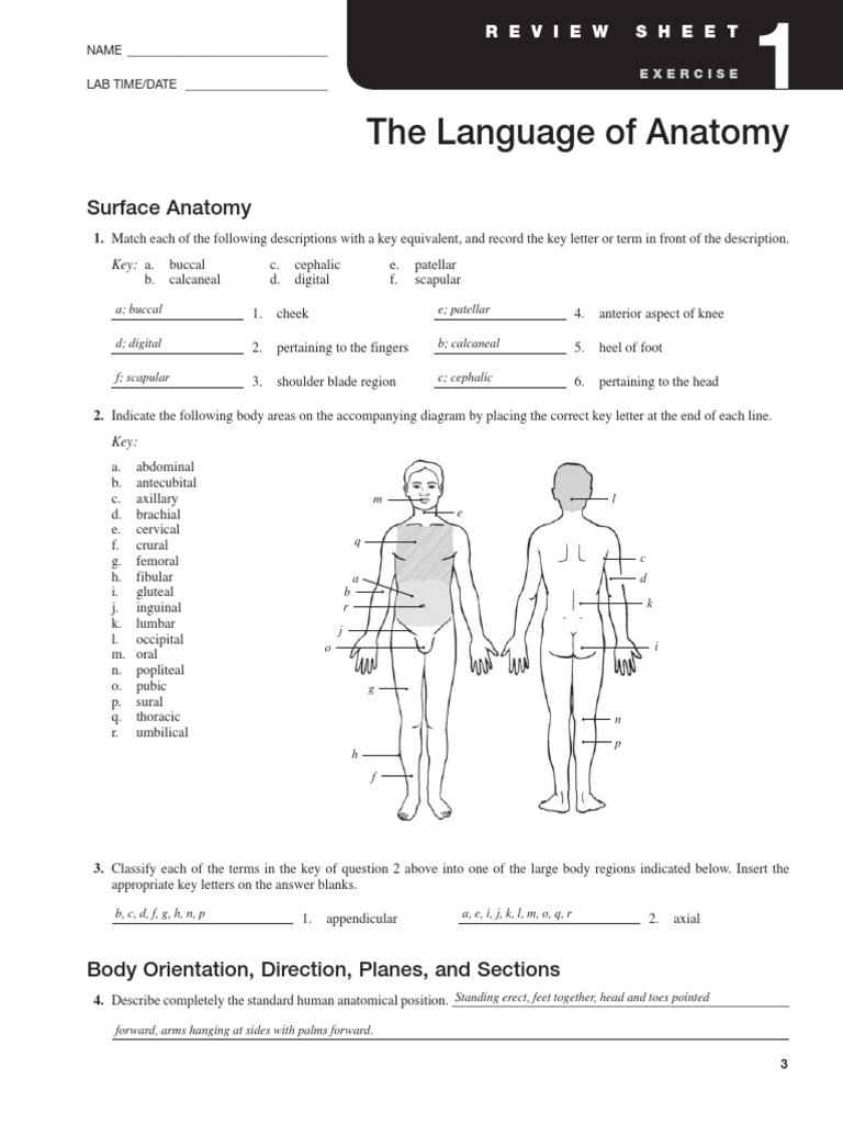 Anatomical Terms Worksheet Answers Exercise 1 Language Of Anatomy