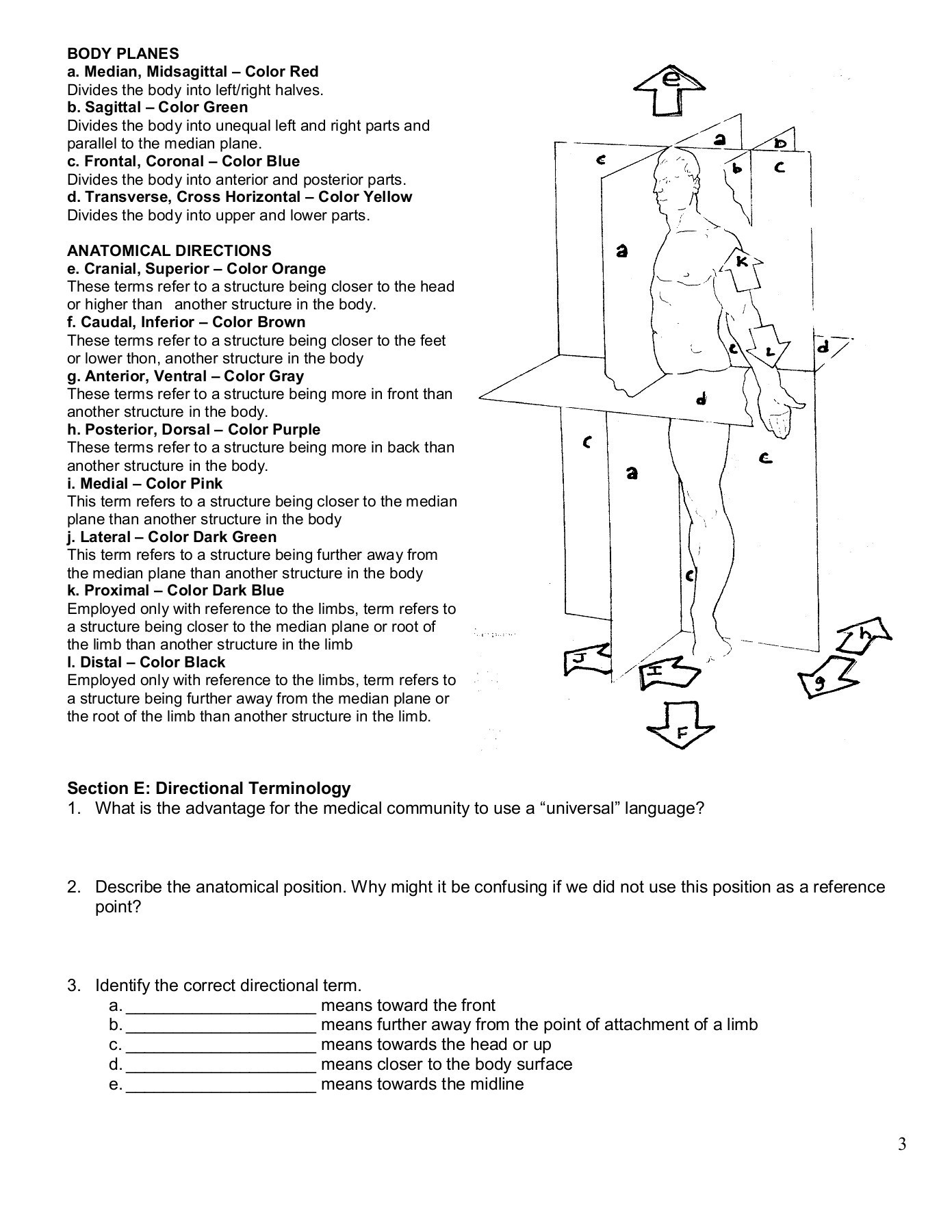 Anatomical Terms Worksheet Answers Introduction &amp; Terminology Worksheet Pages 1 6 Text