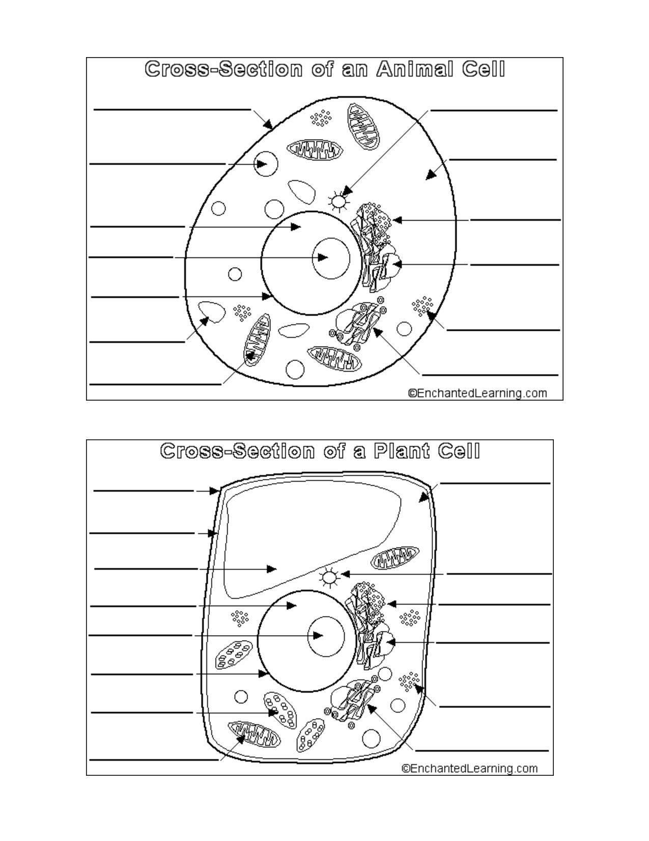 Animal and Plant Cells Worksheet à¸à¸±à¸à¸à¸´à¸à¹à¸à¸à¸­à¸£à¹à¸ Education