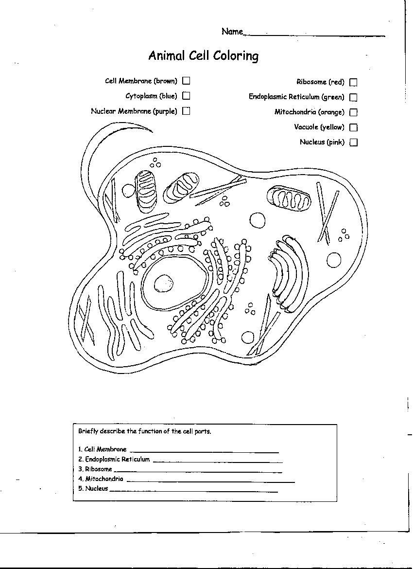 Animal and Plant Cells Worksheet Animal Cell Coloring 1