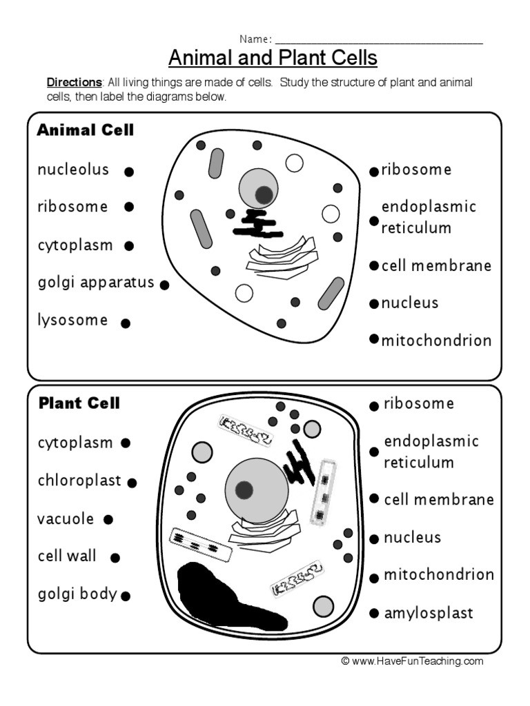 Animal and Plant Cells Worksheet Animal Plant Cells Worksheet Pdf