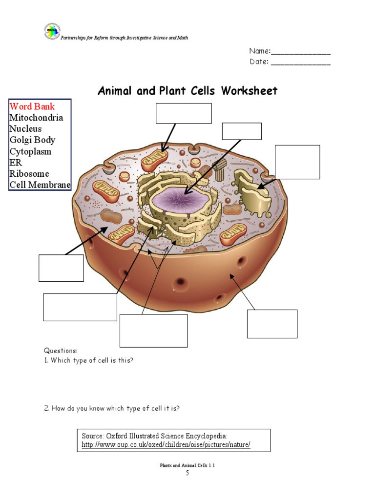 Animal and Plant Cells Worksheet Cells Practice Worksheet 2