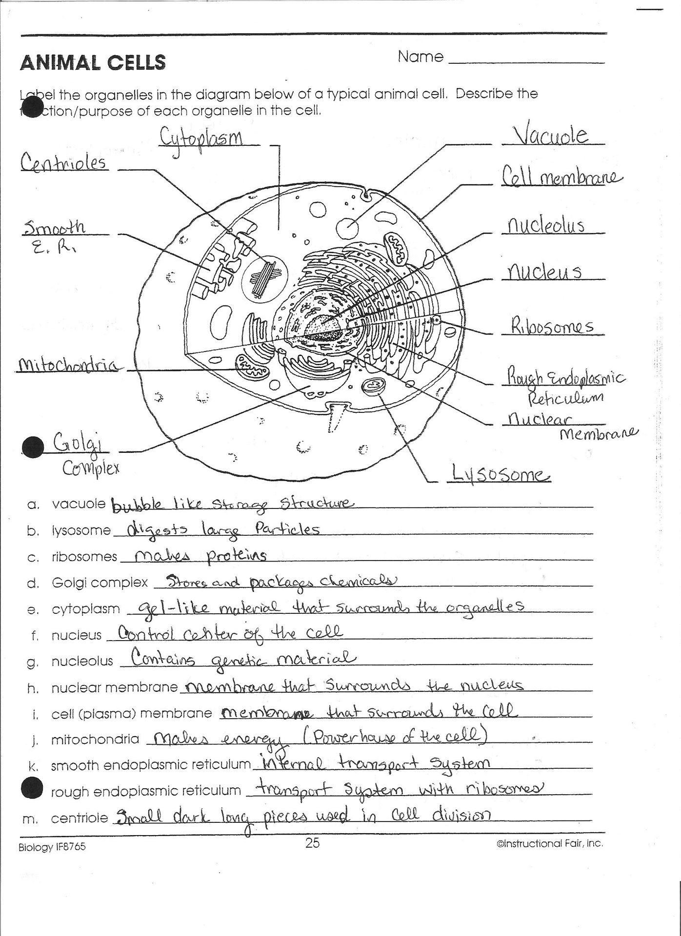 Animal and Plant Cells Worksheet Pin by Samantha Pustina On Ms Cells In 2020