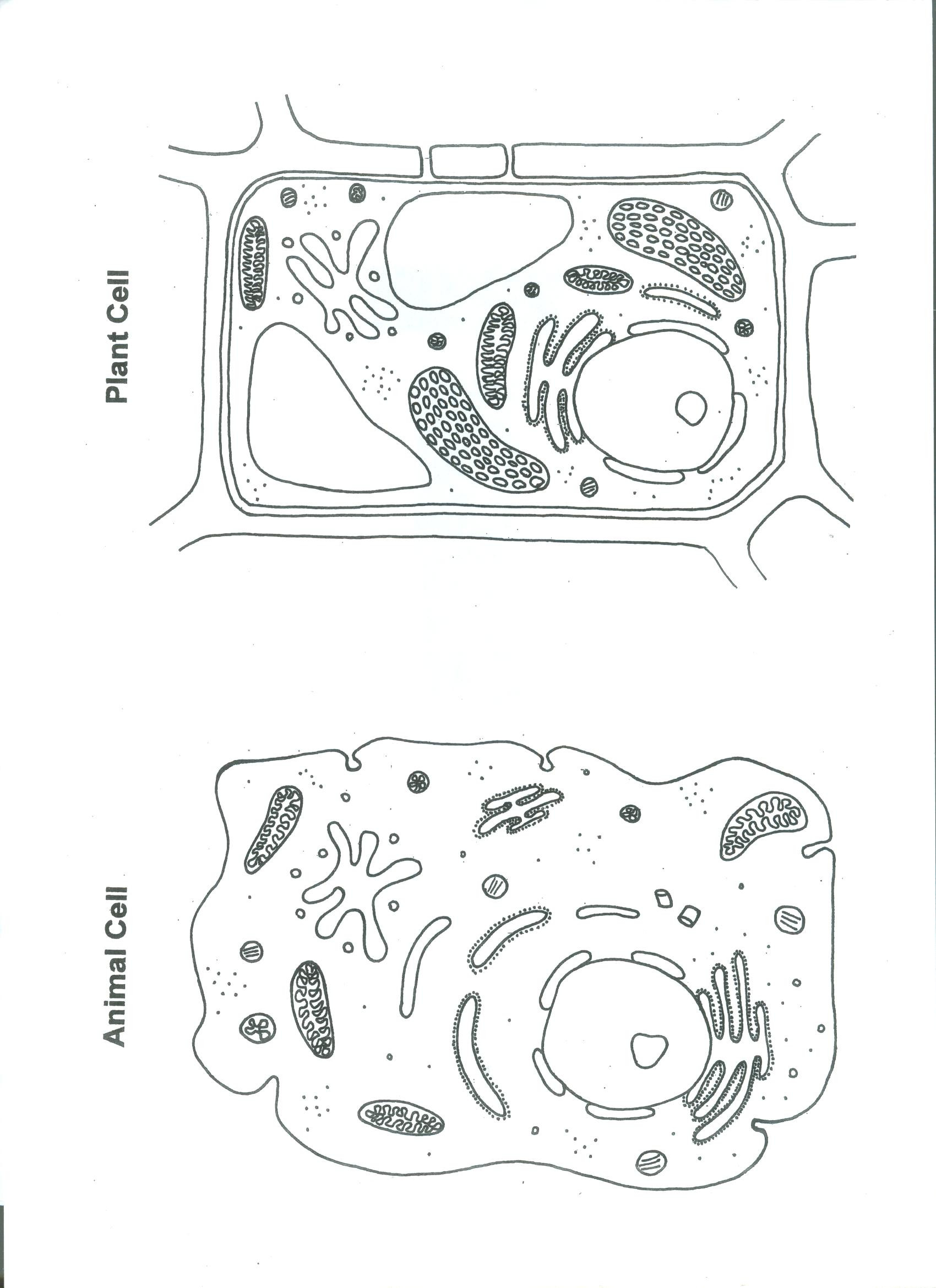 Animal and Plant Cells Worksheet Plant and Animal Cell Color Worksheet Biological Science