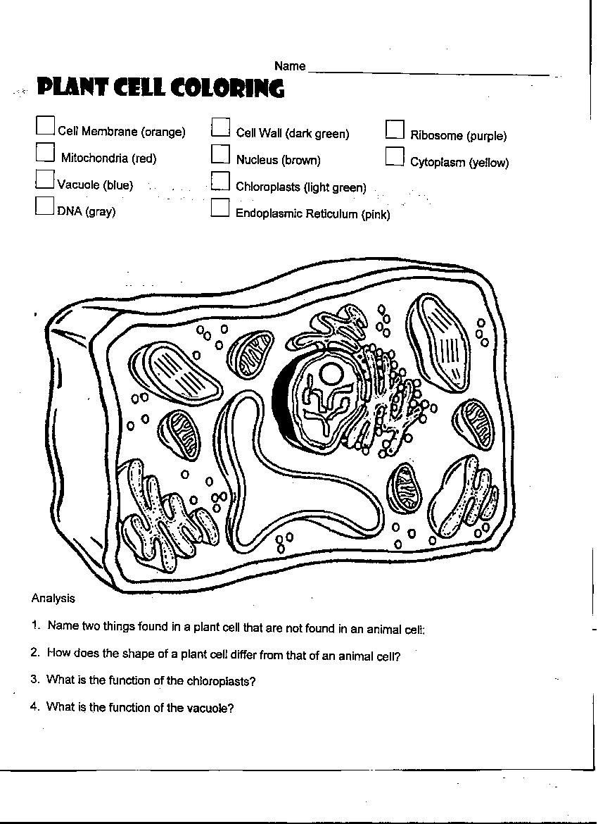 Animal and Plant Cells Worksheet Plant Cell Coloring Diagram Worksheet Answers