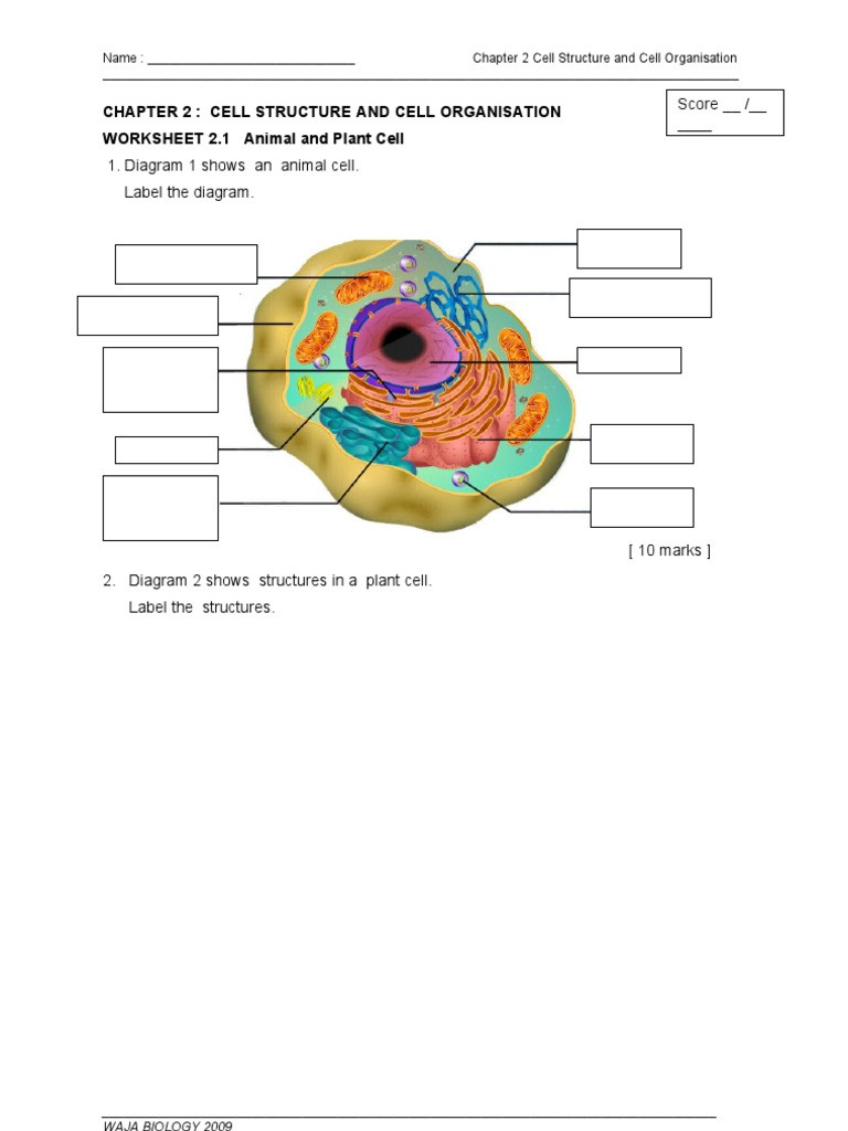 Animal and Plant Cells Worksheet Worksheet 2 1 Animal and Plant Cell