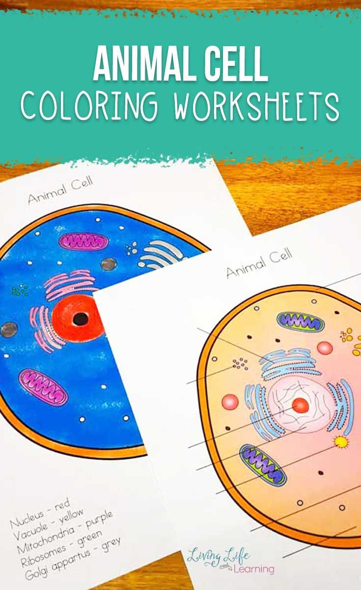 Animal Cell Coloring Worksheet Animal Cell Coloring Worksheet with Images