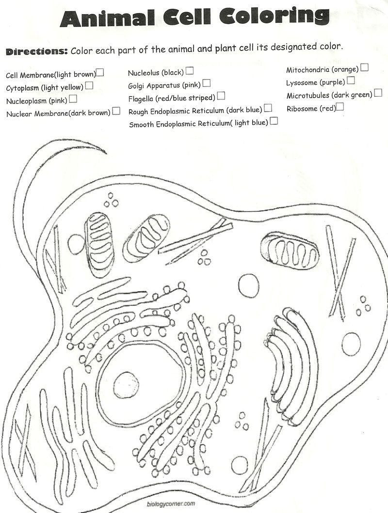 Animal Cell Coloring Worksheet Pin On Animal Coloring Pages to Printable