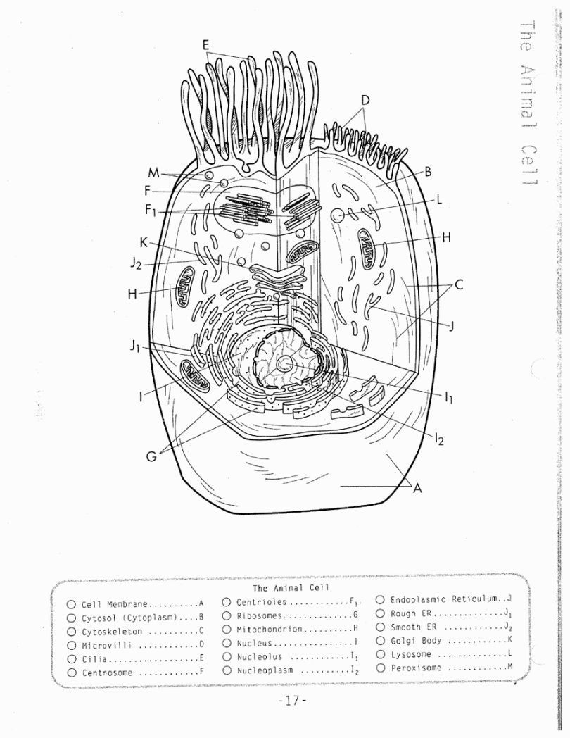Animal Cell Coloring Worksheet Plant Cell Coloring Page