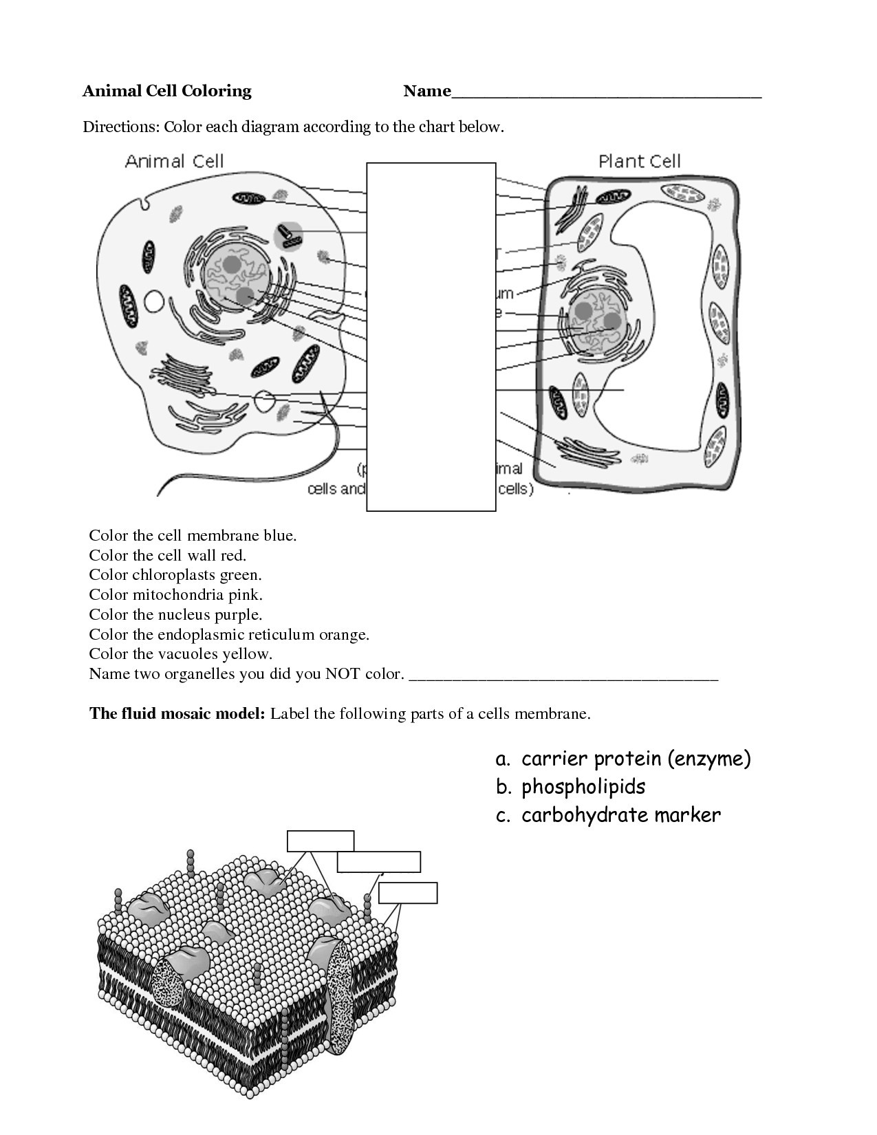 Animal Cell Coloring Worksheet Rc 9008] Detailed Color Diagram A Plant Cell Free Diagram