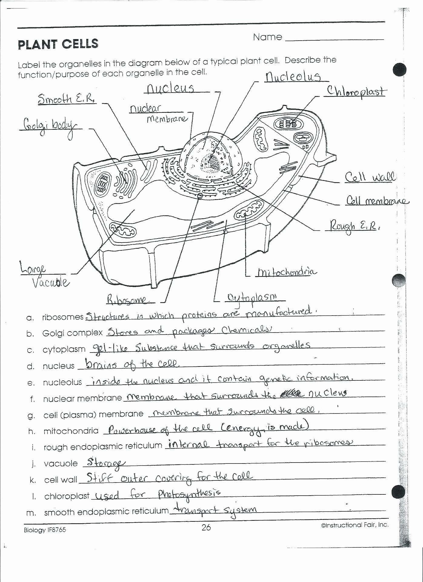 Animal Cell Worksheet Answers 50 Animal Cell Worksheet Answers In 2020