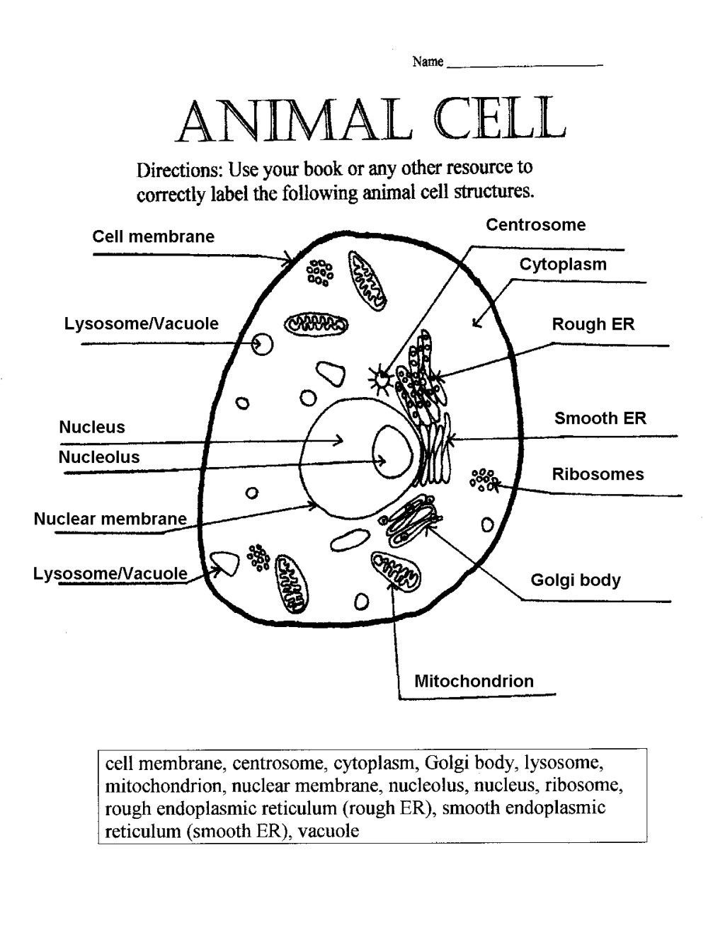 Animal Cell Worksheet Answers Animal Cell Answer Key