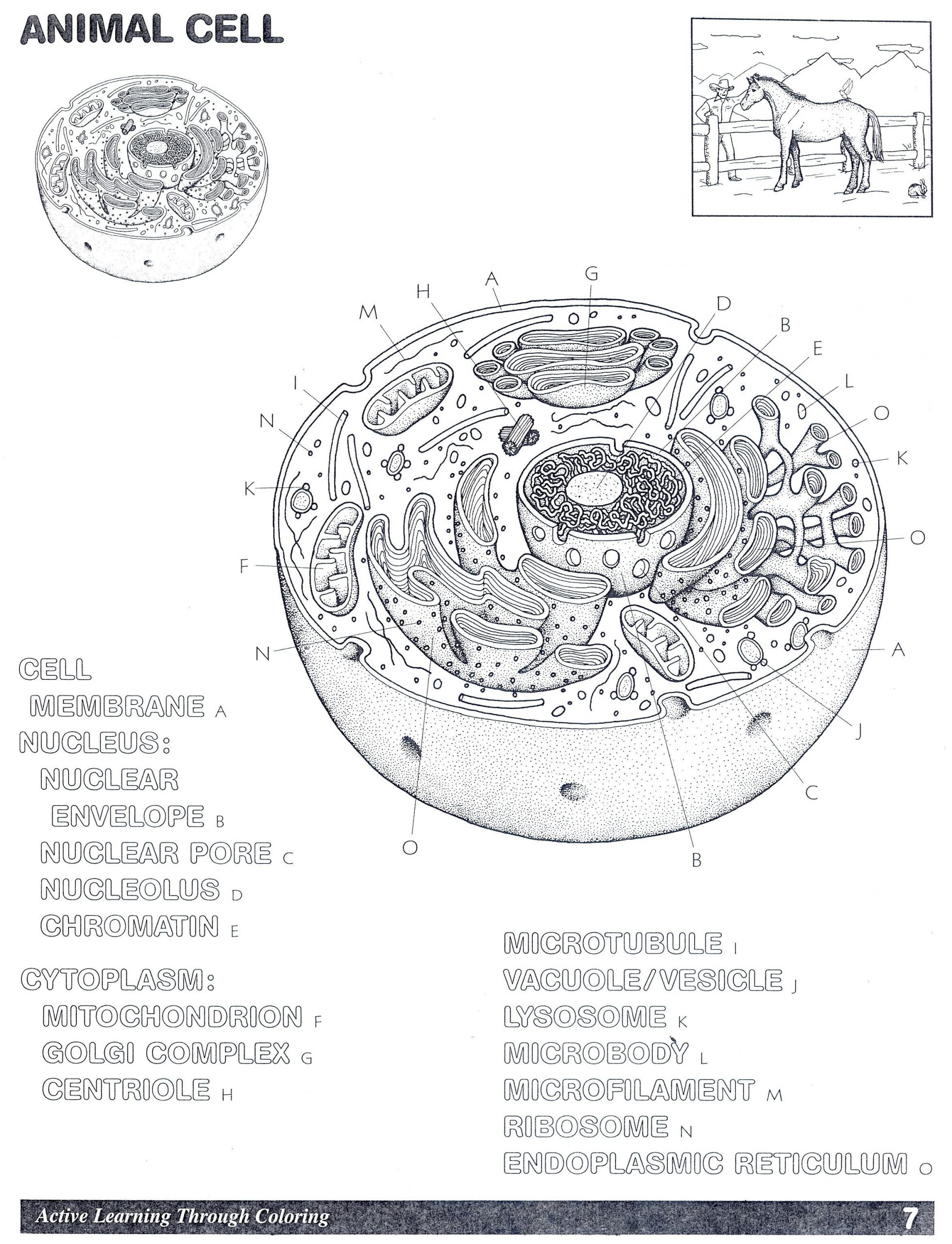 Animal Cell Worksheet Answers Animal Cell Worksheet Colouring Pages