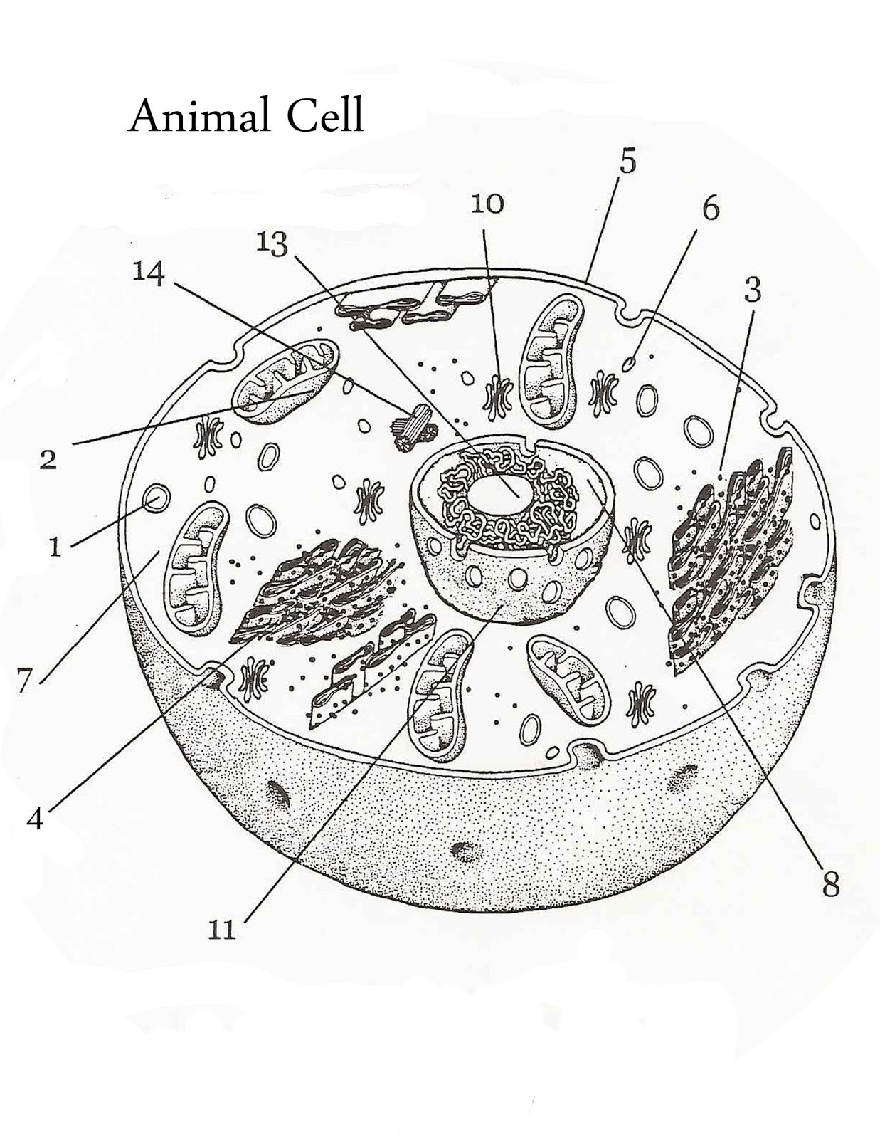 Animal Cell Worksheet Answers Animal Cells Drawing at Getdrawings Free Identification