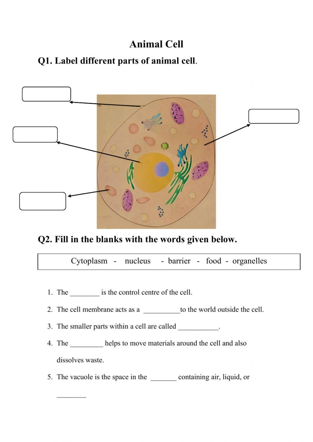Animal Cell Worksheet Answers Cell Interactive Worksheet