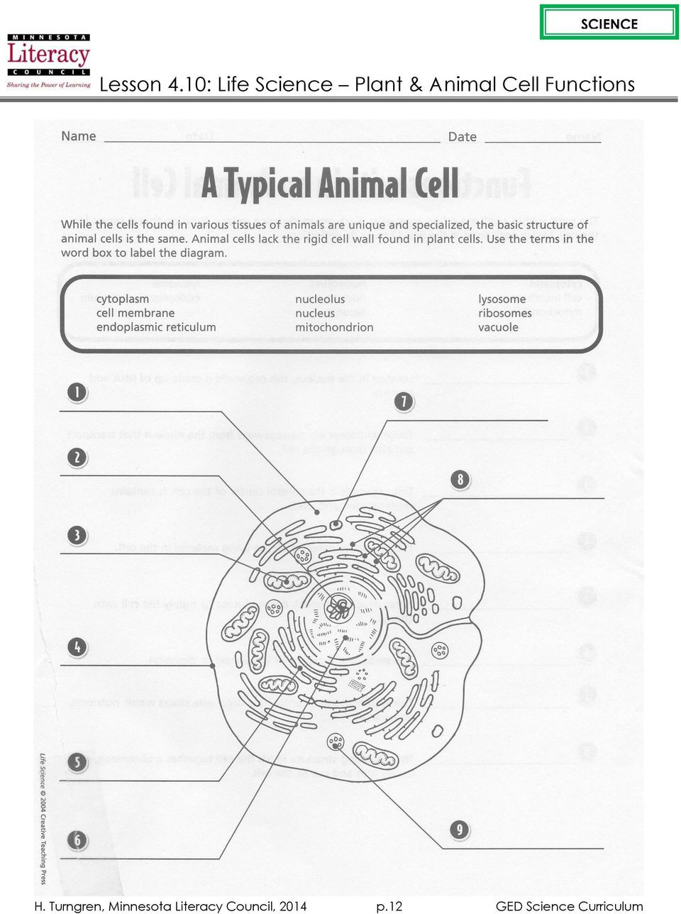 Animal Cell Worksheet Answers Lesson 4 10 Life Science Plant &amp; Animal Cell Functions