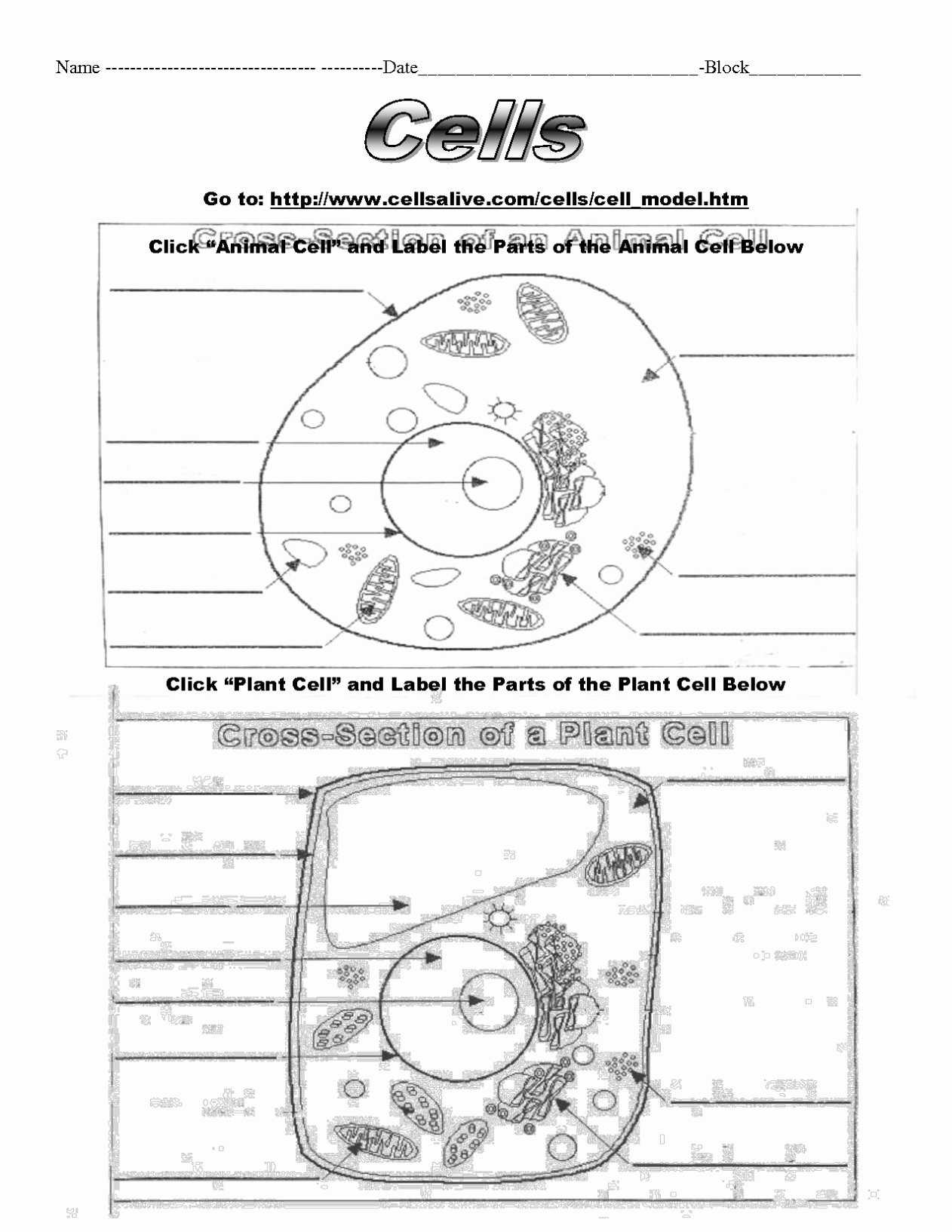Animal Cell Worksheet Answers Stem Cell Worksheet Answers