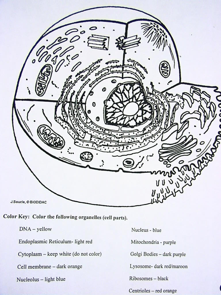 Animal Cell Worksheet Answers Wiring Diagram Color Key Diagram Base Website Color Key