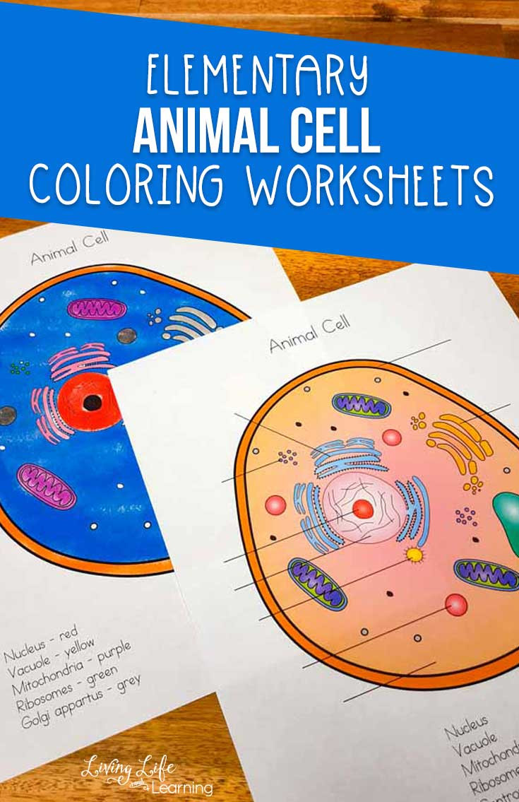 Animal Cells Coloring Worksheet Animal Cell Coloring Worksheet