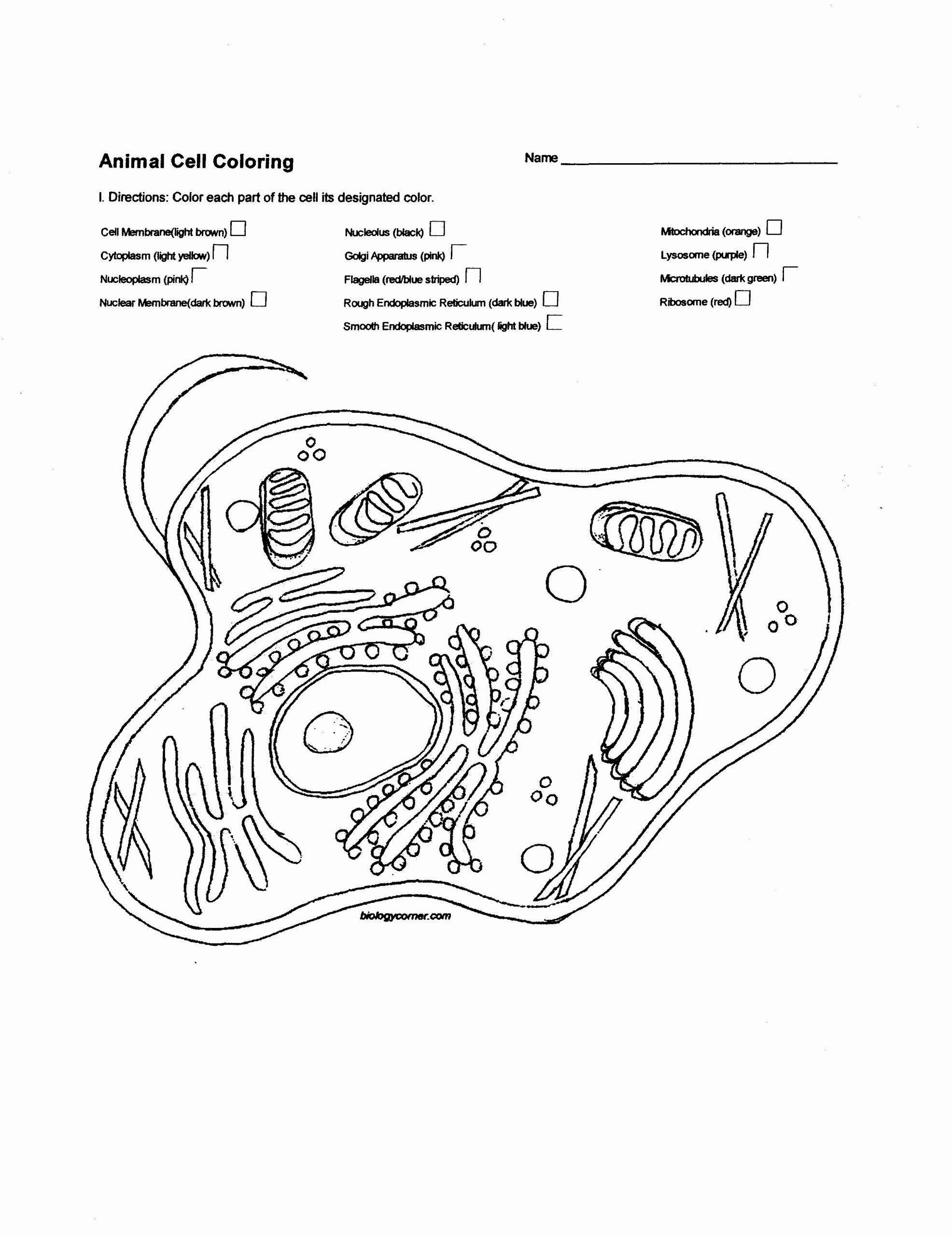 Animal Cells Coloring Worksheet Cell Membrane Coloring Worksheet Promotiontablecovers