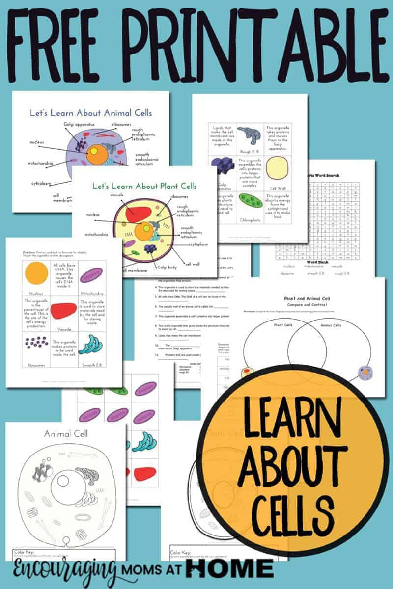 Animal Cells Coloring Worksheet Plant and Animal Cell Printables Grades 4 6