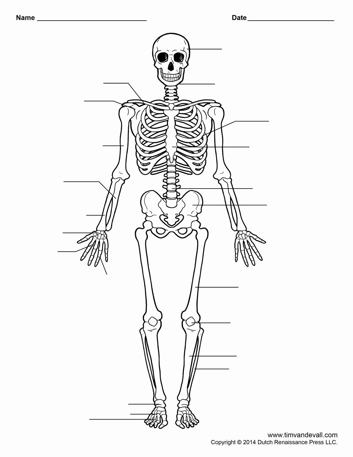 Appendicular Skeleton Worksheet Answers Appendicular Skeleton Worksheet Answers Fresh Free Printable
