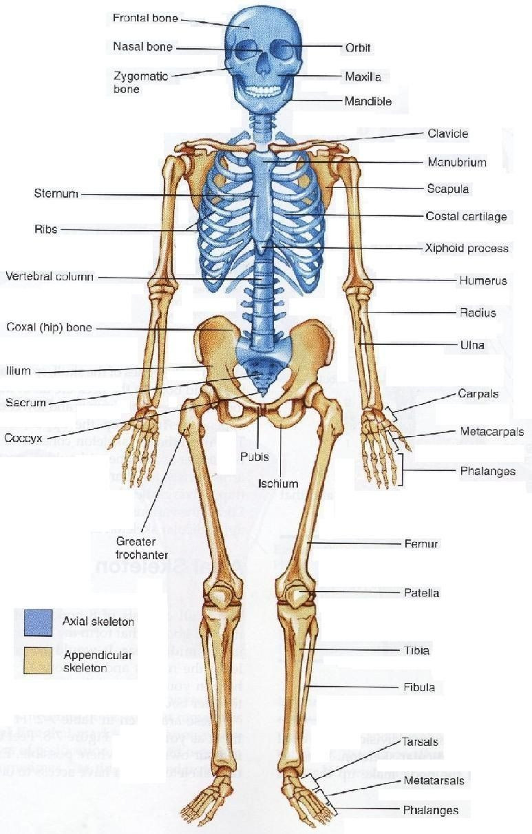 Appendicular Skeleton Worksheet Answers Appendicular Skeleton Worksheet Answers Skeleton In 2020