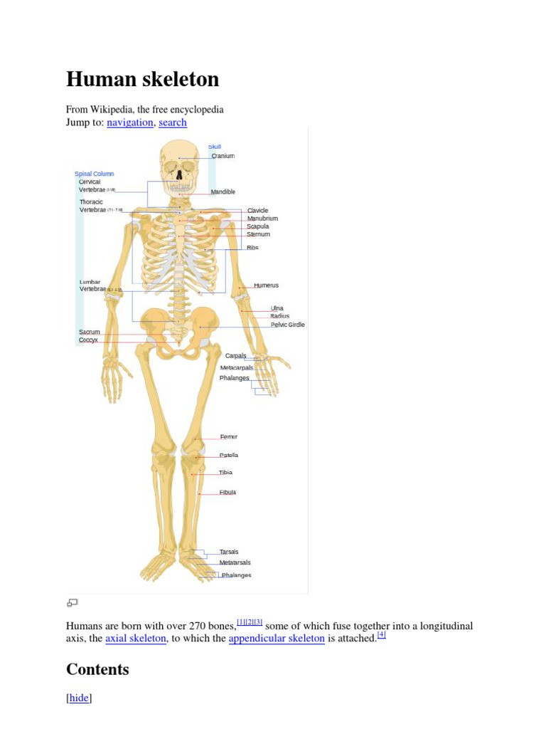 Appendicular Skeleton Worksheet Answers Human Skeleton Osteoporosis