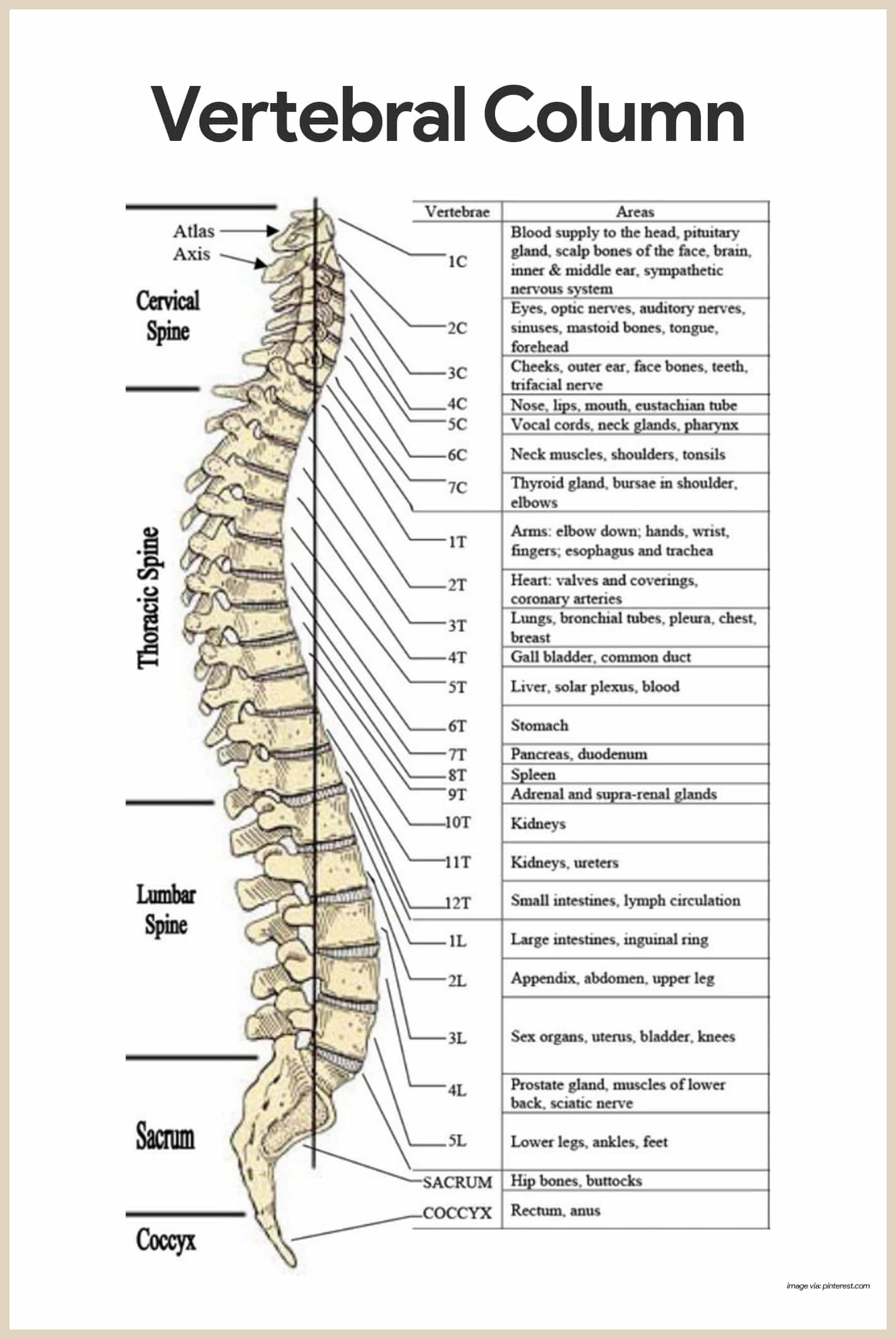 Appendicular Skeleton Worksheet Answers Skeletal System Anatomy and Physiology Nurseslabs