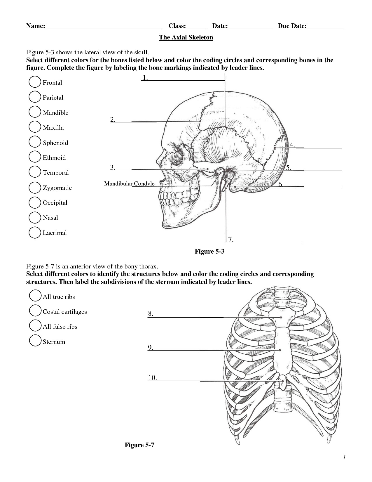 Appendicular Skeleton Worksheet Answers Skeleton Worksheet