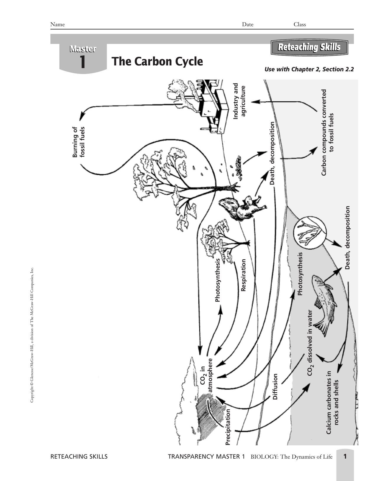 Carbon Cycle Diagram Worksheet Carbon Cycle Labeling Worksheet