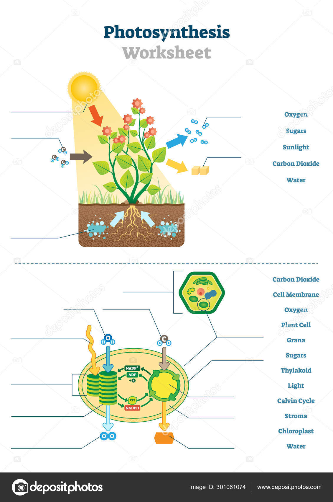 Carbon Cycle Diagram Worksheet Synthesis Worksheet Vector Illustration Blank Oxygen Process Template