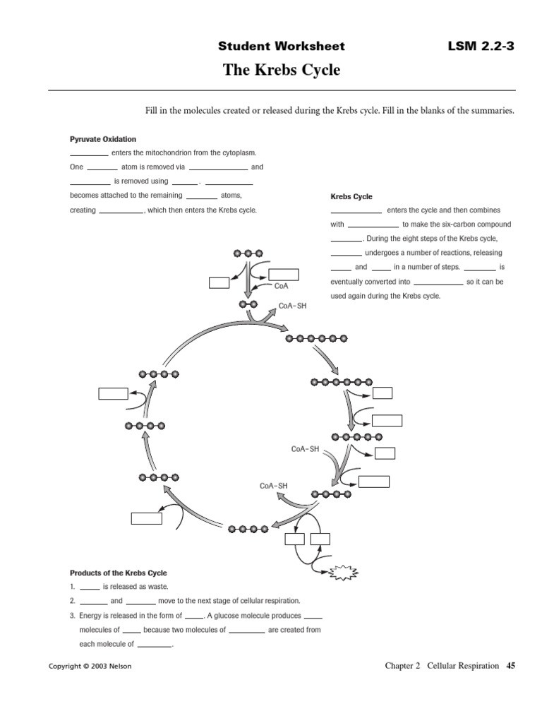 Carbon Cycle Diagram Worksheet the Krebs Cycle Student Worksheet