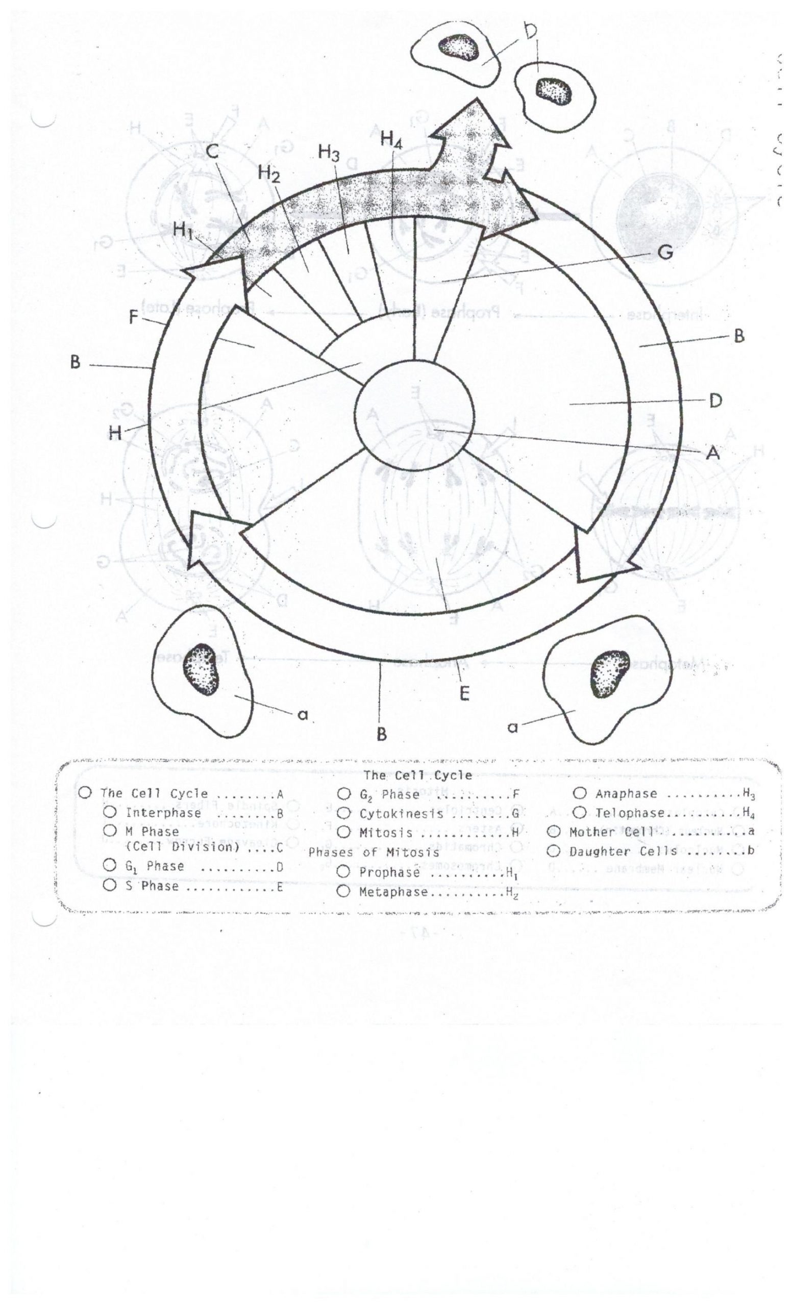 Cell Cycle and Mitosis Worksheet Cell Cycle Coloring Worksheet Fresh Cell Cycle Drawing