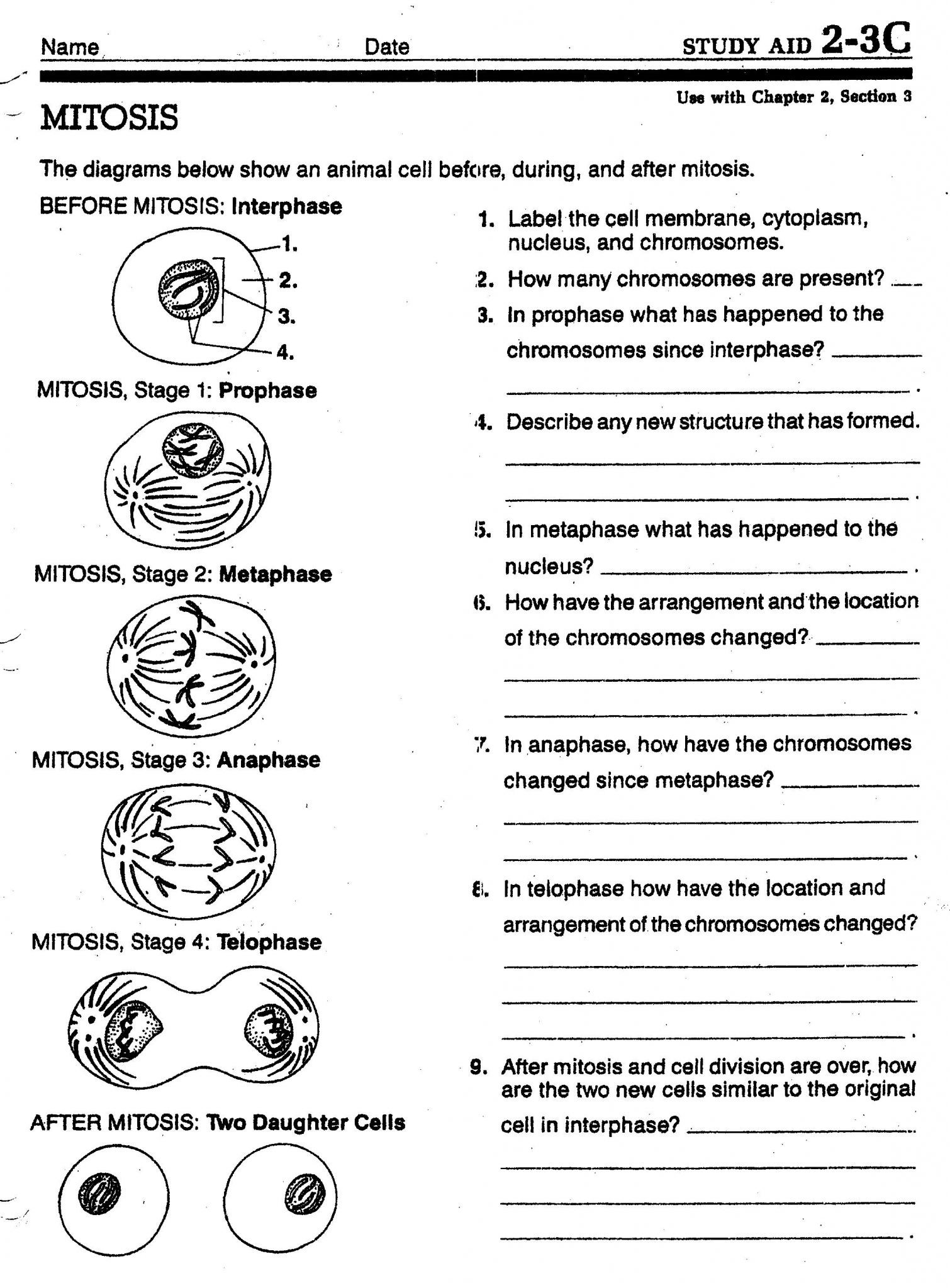 Cell Cycle and Mitosis Worksheet Cell Cycle Regulation Worksheet