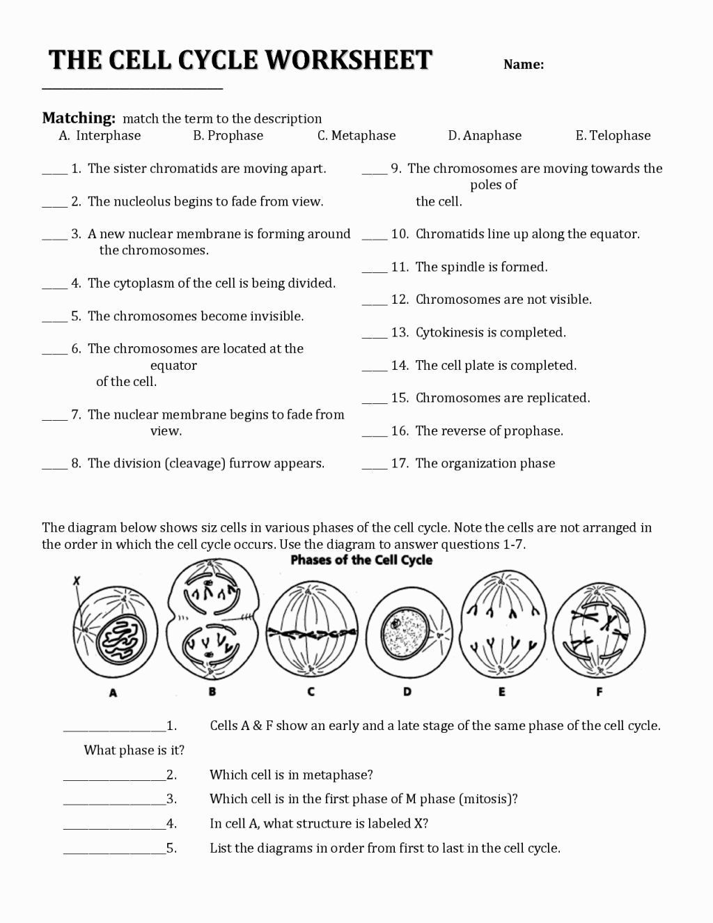 Cell Cycle and Mitosis Worksheet the Cell Cycle Coloring Worksheet Key