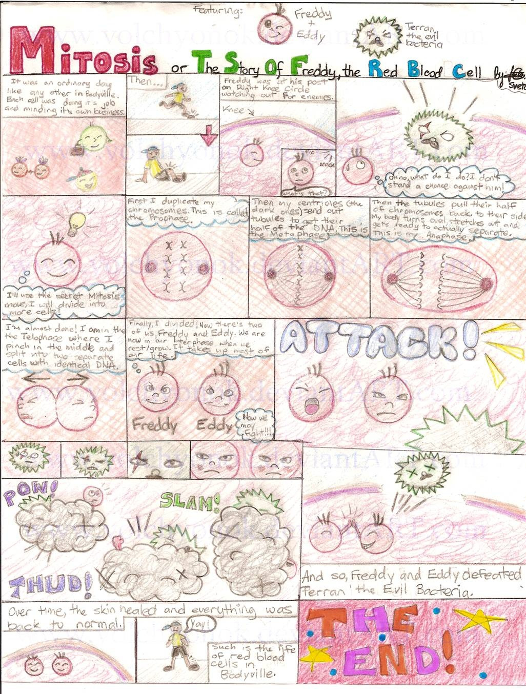 Cell Cycle and Mitosis Worksheet Unit 6 the Cell Cycle Science with Ms Wang