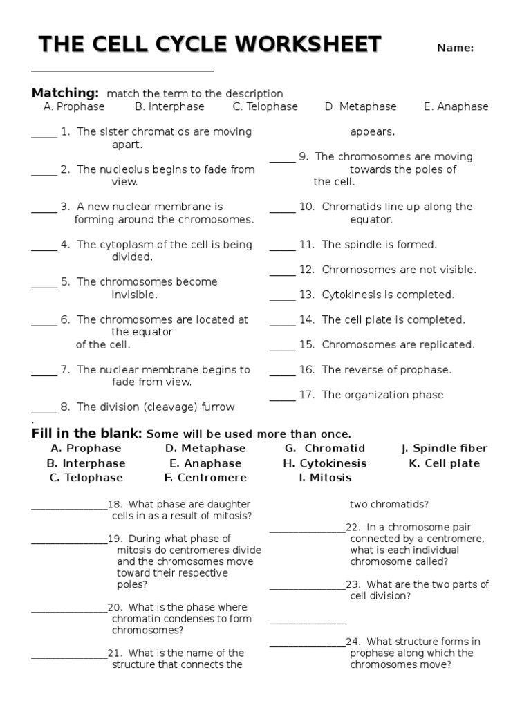 Cell Division Worksheet Answers Cell Cycle Worksheet Mitosis Chromosome
