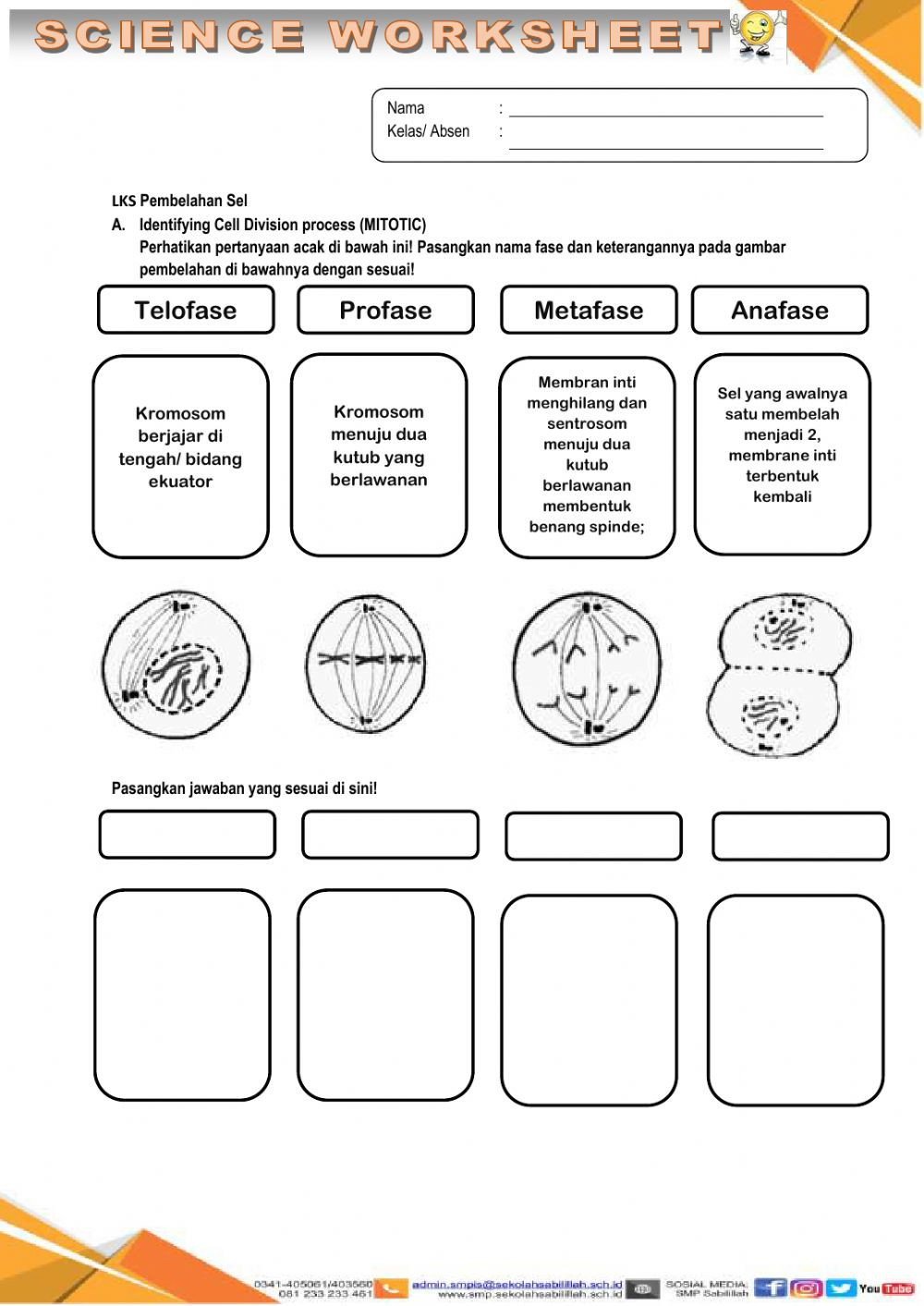 Cell Division Worksheet Answers Cell Division Interactive Worksheet