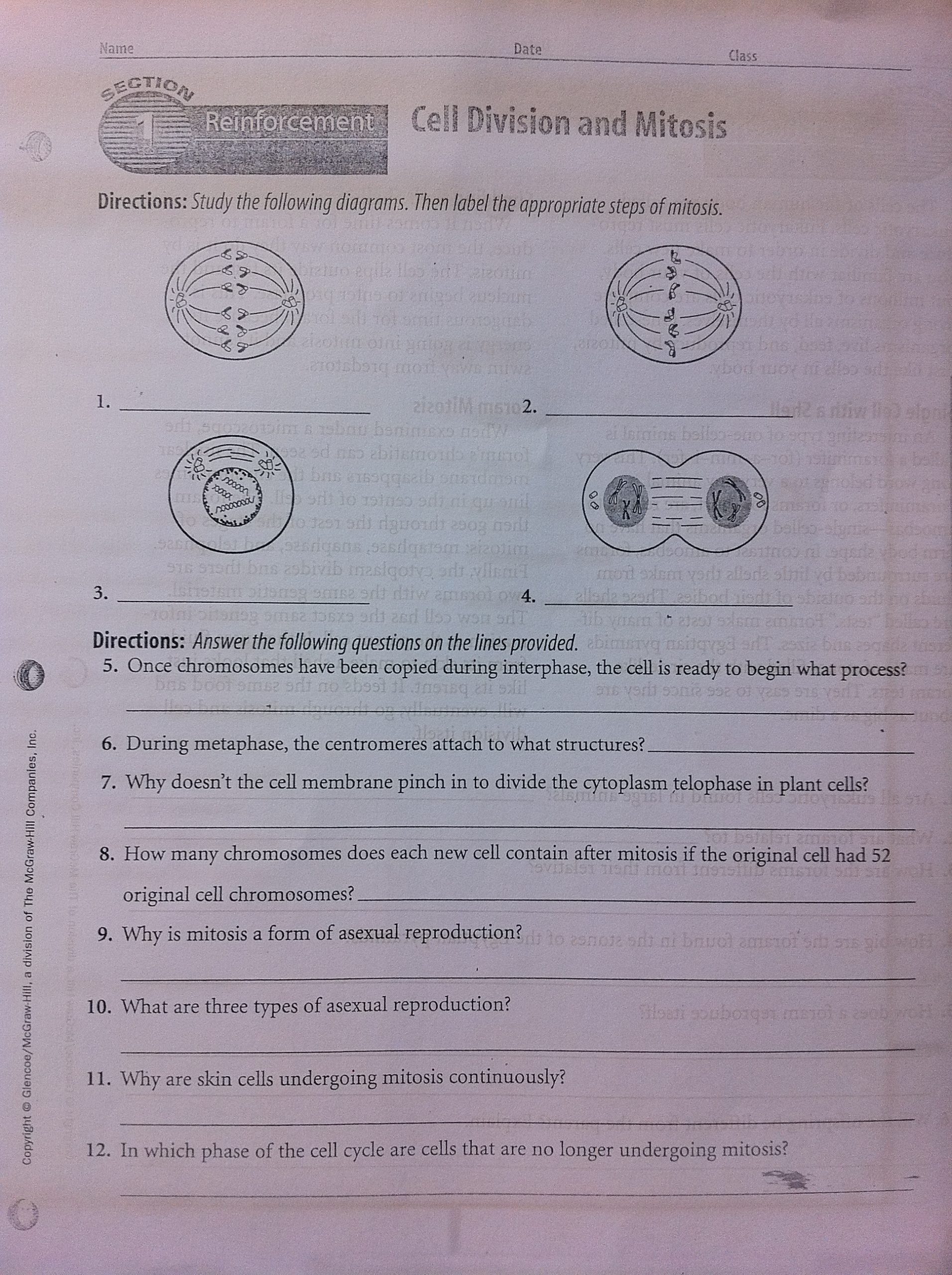 Cell Division Worksheet Answers Cells &amp; Mitosis Reinforcement