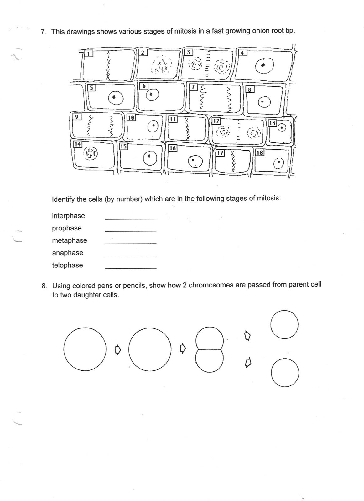 Cell Division Worksheet Answers Mitosis Worksheet Answer Key Biology
