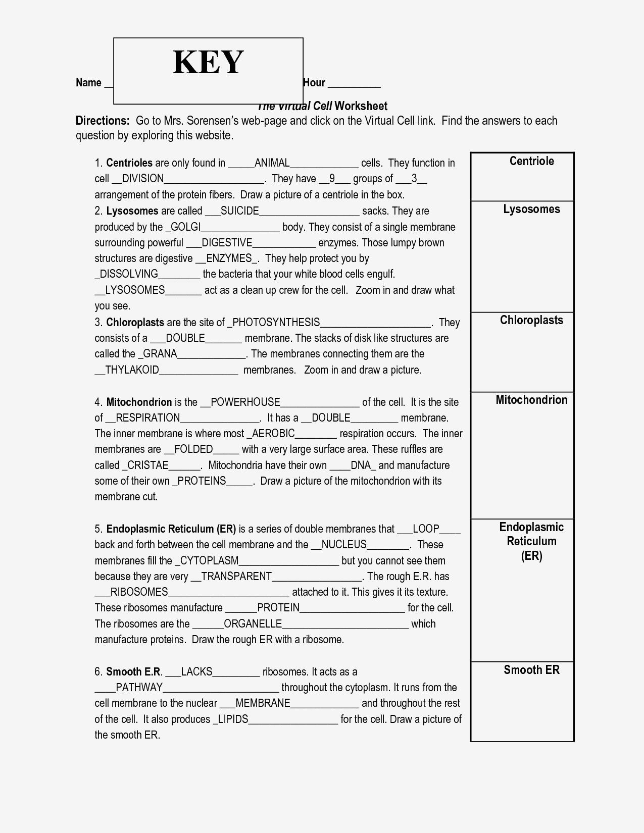 Cell Division Worksheet Answers the Cell Cycle Worksheet Answers Worksheet List