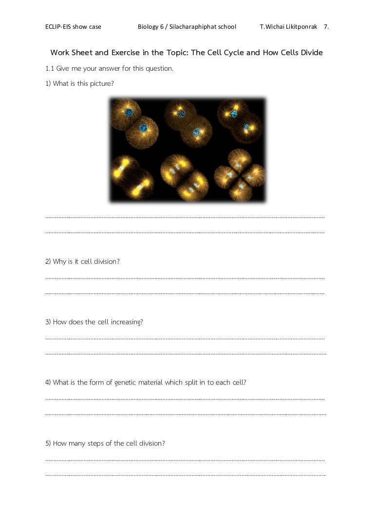 Cell Division Worksheet Answers Worksheet Cell Division