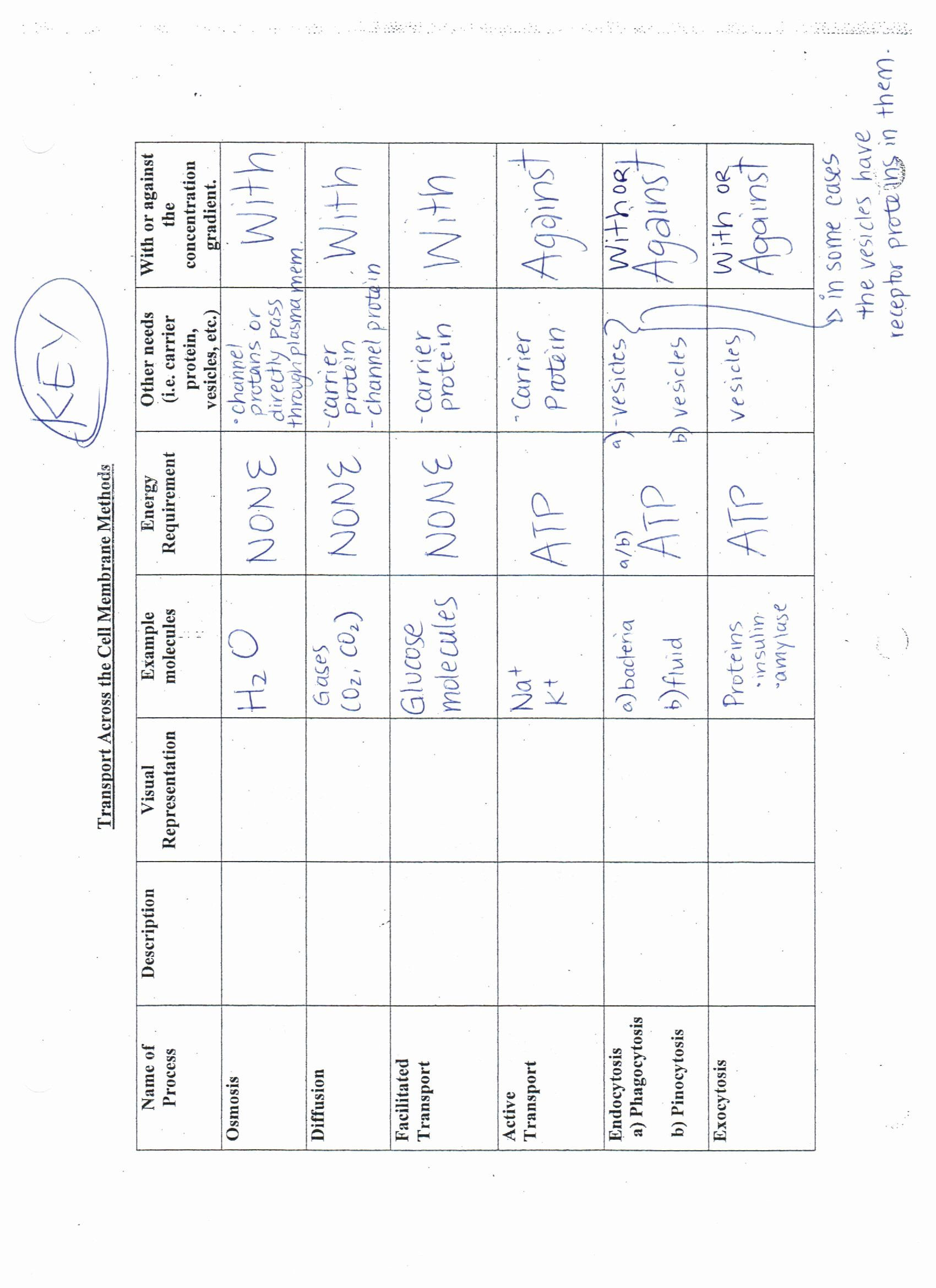 Cell Membrane Images Worksheet Answers 50 Cell Membrane Worksheet Answers In 2020