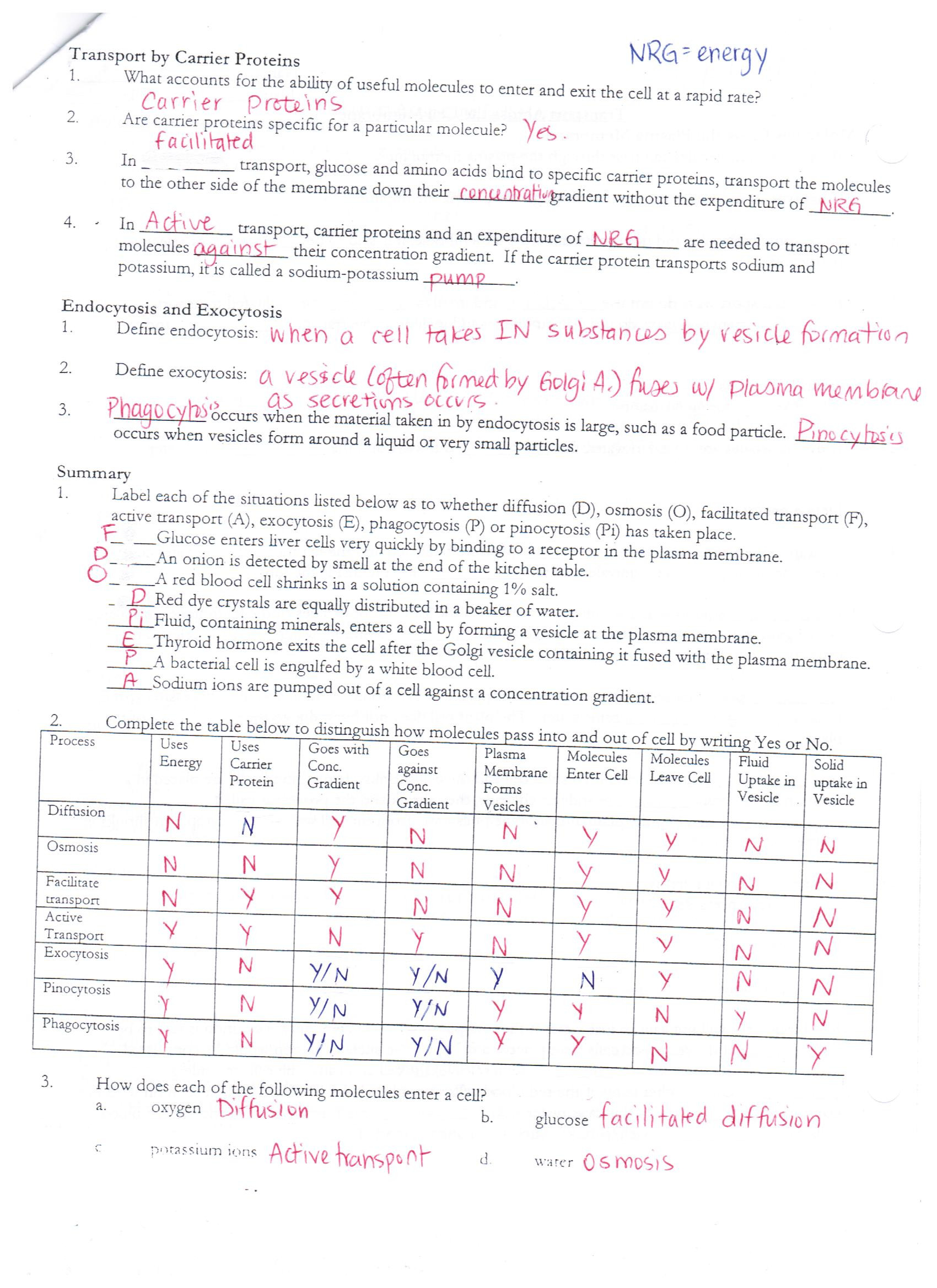 Cell Membrane Images Worksheet Answers Answer Keys Cell Membrane Worksheets
